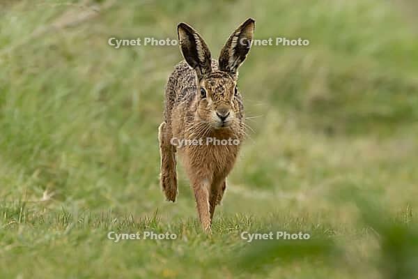 European brown hare (Lepus europaeus) adult animal running on grassland, England, United Kingdom [IBR124693047]