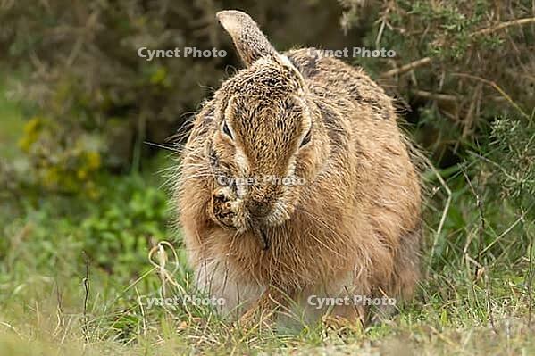 European brown hare (Lepus europaeus) adult animal washing its ear, England, United Kingdom [IBR124693048]