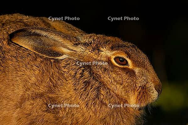European brown hare (Lepus europaeus) adult animal head portrait, England, United Kingdom [IBR124693049]