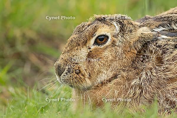 European brown hare (Lepus europaeus) adult animal resting in grassland, England, United Kingdom [IBR124693050]