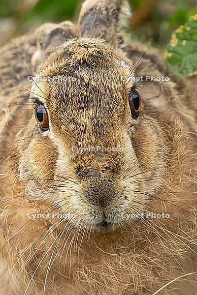 European brown hare (Lepus europaeus) adult animal head portrait, England, United Kingdom [IBR124693051]
