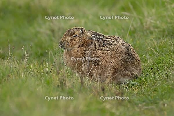 European brown hare (Lepus europaeus) adult animal sleeping in grassland, England, United Kingdom [IBR124693052]