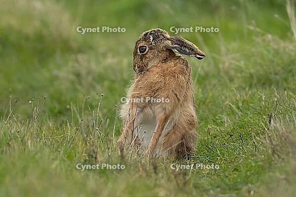 European brown hare (Lepus europaeus) adult animal washing on grassland, England, United Kingdom [IBR124693053]