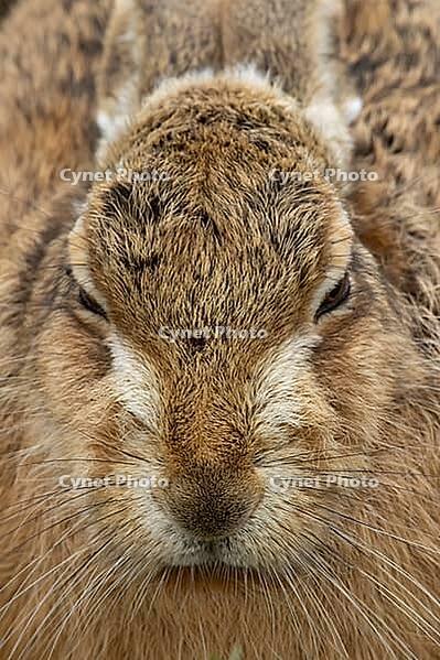 European brown hare (Lepus europaeus) adult animal head portrait, England, United Kingdom [IBR124693055]