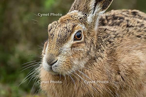 European brown hare (Lepus europaeus) adult animal head portrait, England, United Kingdom [IBR124693056]