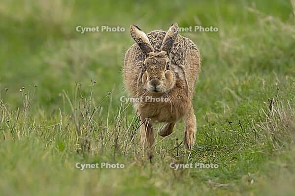 European brown hare (Lepus europaeus) adult animal running on grassland, England, United Kingdom [IBR124693058]