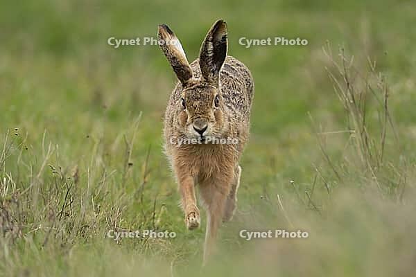 European brown hare (Lepus europaeus) adult animal running on grassland, England, United Kingdom [IBR124693060]