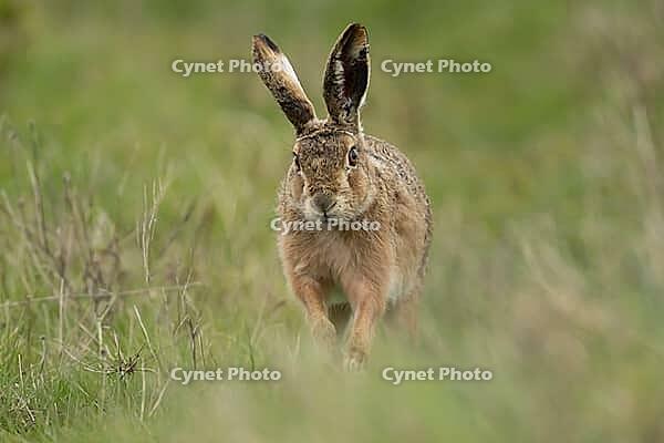 European brown hare (Lepus europaeus) adult animal running on grassland, England, United Kingdom [IBR124693061]