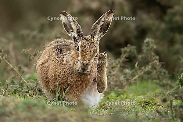 European brown hare (Lepus europaeus) adult animal on grassland, England, United Kingdom [IBR124693062]