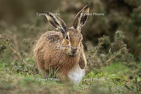 European brown hare (Lepus europaeus) adult animal on grassland, England, United Kingdom [IBR124693063]