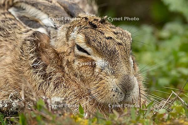European brown hare (Lepus europaeus) adult animal sleeping in grassland, England, United Kingdom [IBR124693064]