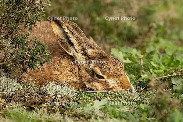 European brown hare (Lepus europaeus) adult animal sleeping in grassland, England, United Kingdom [IBR124693065]
