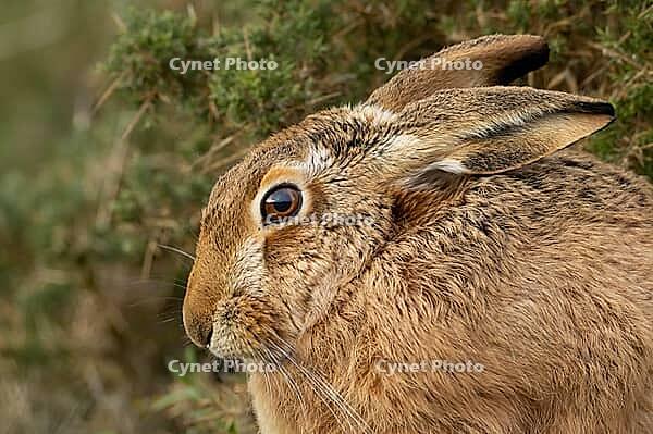 European brown hare (Lepus europaeus) adult animal head portrait, England, United Kingdom [IBR124693066]