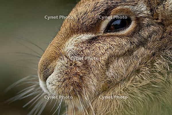 European brown hare (Lepus europaeus) adult animal head portrait, England, United Kingdom [IBR124693067]