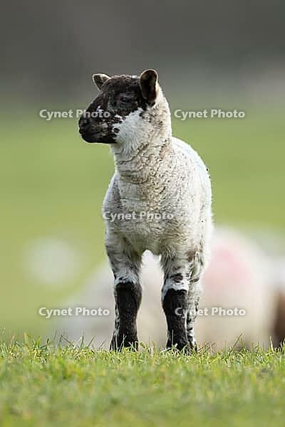 Domestic sheep (Ovis aries) juvenile baby lamb farm animal in a grass field in spring, England, United Kingdom [IBR124693069]