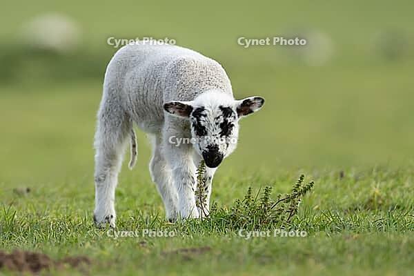 Domestic sheep (Ovis aries) juvenile baby lamb farm animal in a grass field in spring, England, United Kingdom [IBR124693070]
