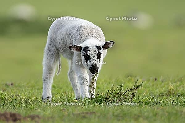 Domestic sheep (Ovis aries) juvenile baby lamb farm animal in a grass field in spring, England, United Kingdom [IBR124693071]