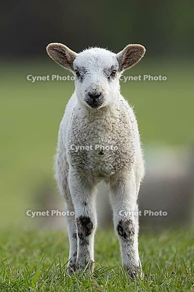 Domestic sheep (Ovis aries) juvenile baby lamb farm animal in a grass field in spring, England, United Kingdom [IBR124693072]