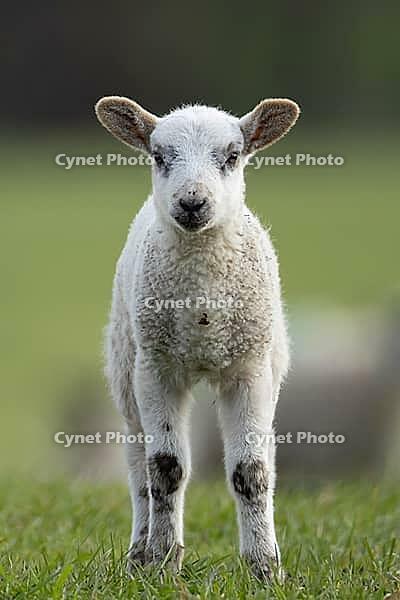 Domestic sheep (Ovis aries) juvenile baby lamb farm animal in a grass field in spring, England, United Kingdom [IBR124693073]