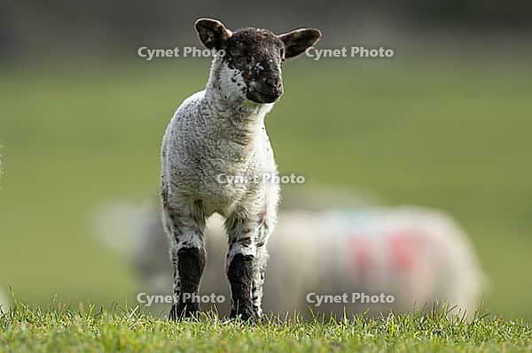 Domestic sheep (Ovis aries) juvenile baby lamb farm animal in a grass field in spring, England, United Kingdom [IBR124693074]