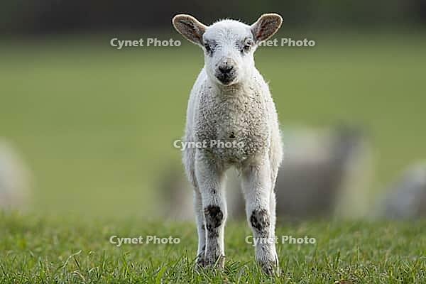 Domestic sheep (Ovis aries) juvenile baby lamb farm animal in a grass field in spring, England, United Kingdom [IBR124693075]