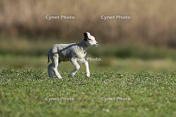 Domestic sheep (Ovis aries) juvenile baby lamb farm animal running in a grass field in spring, England, United Kingdom [IBR124693076]