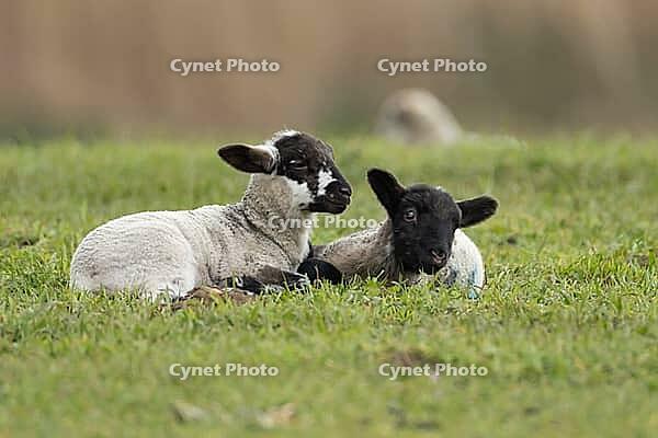 Domestic sheep (Ovis aries) two juvenile baby lamb farm animals in a grass field in spring, England, United Kingdom [IBR124693079]