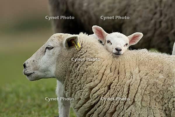 Domestic sheep (Ovis aries) adult mother ewe and juvenile baby lamb farm animals in a grass field in spring, England, United Kingdom [IBR124693080]