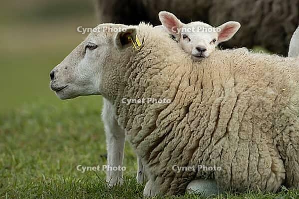 Domestic sheep (Ovis aries) adult mother ewe and juvenile baby lamb farm animals in a grass field in spring, England, United Kingdom [IBR124693081]