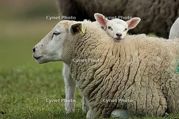 Domestic sheep (Ovis aries) adult mother ewe and juvenile baby lamb farm animals in a grass field in spring, England, United Kingdom [IBR124693082]