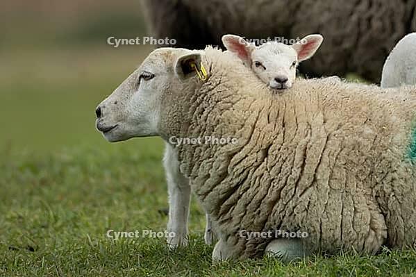 Domestic sheep (Ovis aries) adult mother ewe and juvenile baby lamb farm animals in a grass field in spring, England, United Kingdom [IBR124693083]