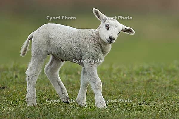 Domestic sheep (Ovis aries) juvenile baby lamb farm animal in a grass field in spring, England, United Kingdom [IBR124693084]