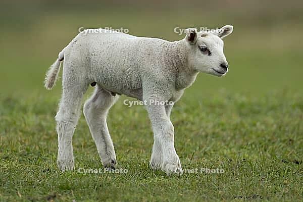 Domestic sheep (Ovis aries) juvenile baby lamb farm animal in a grass field in spring, England, United Kingdom [IBR124693085]