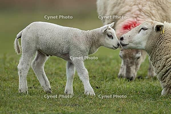 Domestic sheep (Ovis aries) adult mother ewe and juvenile baby lamb farm animals in a grass field in spring, England, United Kingdom [IBR124693086]