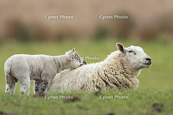 Domestic sheep (Ovis aries) adult mother ewe and juvenile baby lamb farm animals in a grass field in spring, England, United Kingdom [IBR124693087]