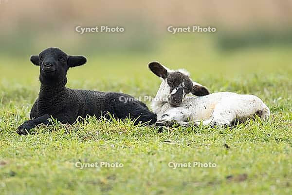 Domestic sheep (Ovis aries) two juvenile baby lamb farm animals in a grass field in spring, England, United Kingdom [IBR124693088]