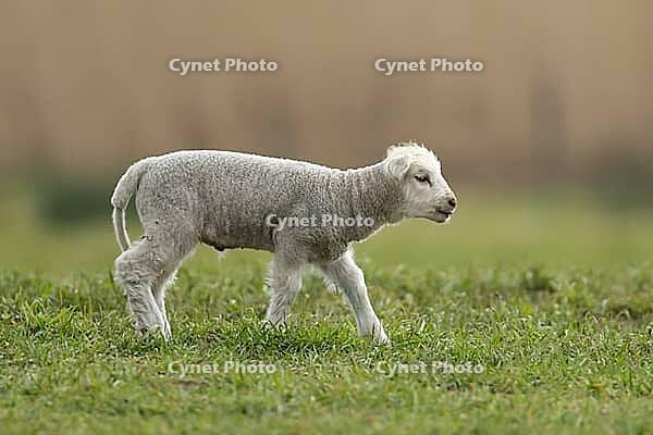 Domestic sheep (Ovis aries) juvenile baby lamb farm animal in a grass field in spring, England, United Kingdom [IBR124693089]