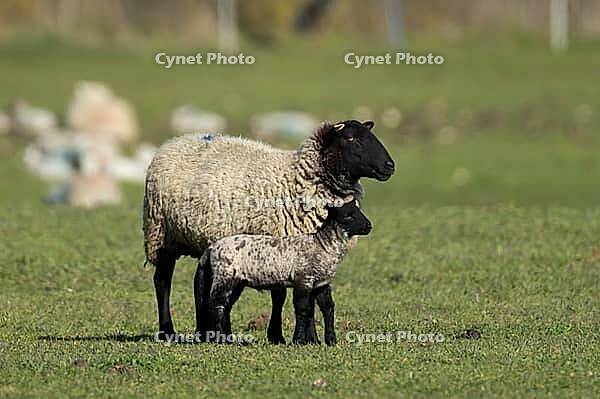 Domestic sheep (Ovis aries) adult mother ewe and juvenile baby lamb farm animals in a grass field in spring, England, United Kingdom [IBR124693090]