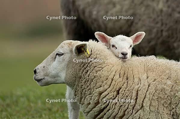 Domestic sheep (Ovis aries) adult mother ewe and juvenile baby lamb farm animals in a grass field in spring, England, United Kingdom [IBR124693091]