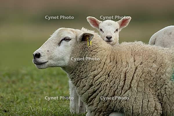 Domestic sheep (Ovis aries) adult mother ewe and juvenile baby lamb farm animals in a grass field in spring, England, United Kingdom [IBR124693092]