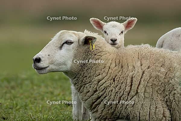 Domestic sheep (Ovis aries) adult mother ewe and juvenile baby lamb farm animals in a grass field in spring, England, United Kingdom [IBR124693093]