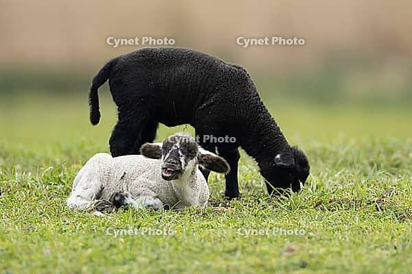 Domestic sheep (Ovis aries) two juvenile baby lamb farm animals in a grass field in spring, England, United Kingdom [IBR124693094]