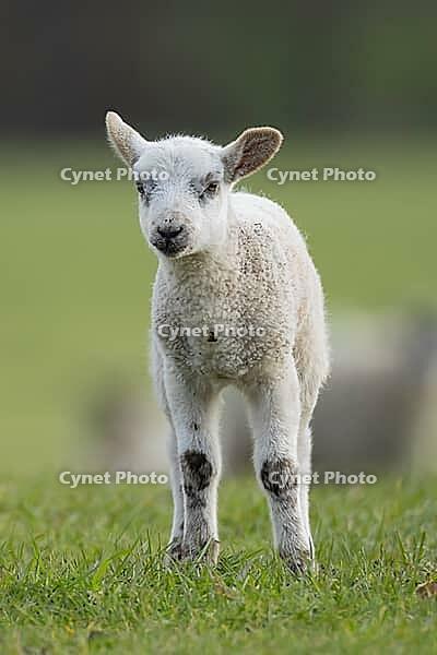 Domestic sheep (Ovis aries) juvenile baby lamb farm animal in a grass field in spring, England, United Kingdom [IBR124693095]