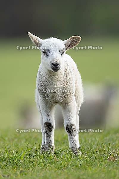 Domestic sheep (Ovis aries) juvenile baby lamb farm animal in a grass field in spring, England, United Kingdom [IBR124693096]