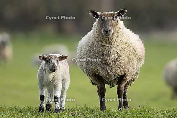 Domestic sheep (Ovis aries) adult mother ewe and juvenile baby lamb farm animals in a grass field in spring, England, United Kingdom [IBR124693097]