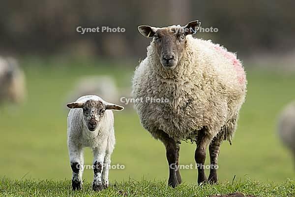Domestic sheep (Ovis aries) adult mother ewe and juvenile baby lamb farm animals in a grass field in spring, England, United Kingdom [IBR124693098]