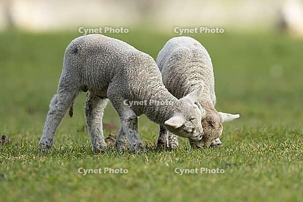 Domestic sheep (Ovis aries) two juvenile baby lamb farm animals in a grass field in spring, England, United Kingdom [IBR124693099]