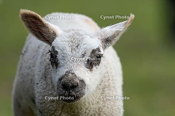 Domestic sheep (Ovis aries) juvenile baby lamb farm animal head portrait in spring, England, United Kingdom [IBR124693100]