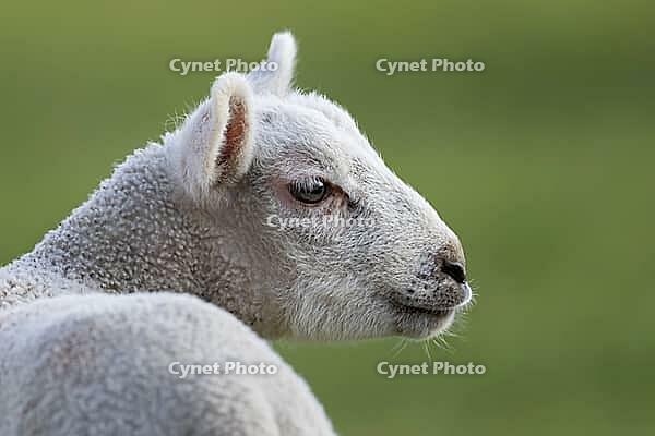 Domestic sheep (Ovis aries) juvenile baby lamb farm animal head portrait in spring, England, United Kingdom [IBR124693101]