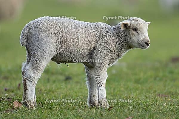 Domestic sheep (Ovis aries) juvenile baby lamb farm animal in a grass field in spring, England, United Kingdom [IBR124693102]